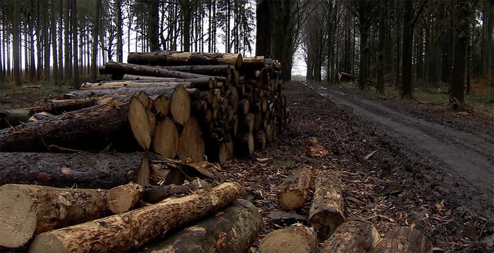 International Forest Day: Experts highlight the impact of climate change on Belgium’s forests